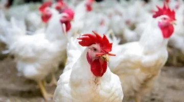 ثبات الأسعار اليوم الاثنين في أسواق الفراخ بعد الزيادة الأخيرة